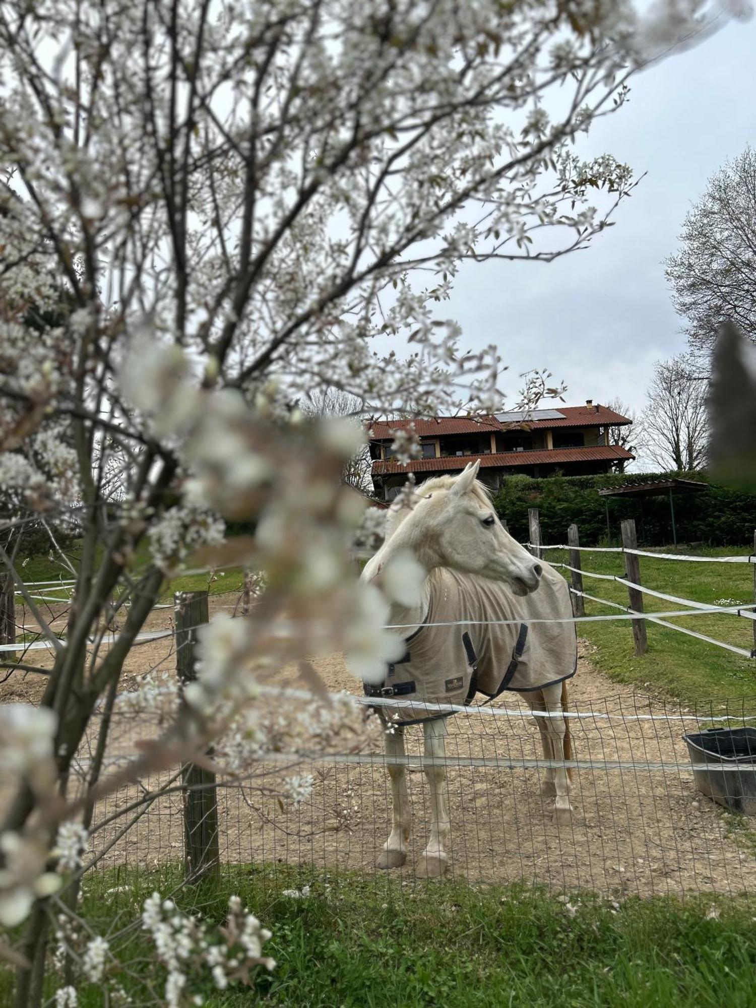 Bilocale In The Farm- Malpensa-Lago Maggiore Varallo Pombia Eksteriør billede